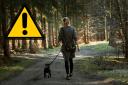 UK dog owners issued £2,000 warning over their pet's collar. (Canva)