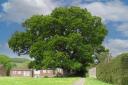 Broad Oak photographed in May 2020.