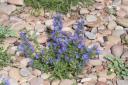 Vipers-bugloss on a shingle beach