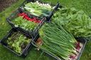 Spring Harvest early morning for the Three Horseshoes pub -  spinach, spring onions,chard, salad leaves, radish, leeks and Tokyo turnips.