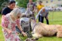 Peak Hill Llamas at Sundial Care Home open day
