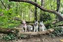 Jodie's four dogs - three huskies and a wolfdog.