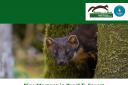 The event will focus on pine martens