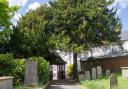 A Yew Tree in Sidmouth Parish Churchyard. Ref shs 20 19TI 4721. Picture: Terry Ife