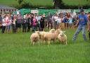 The always-popular sheep racing