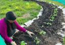 Dig and Donate volunteers planting french beans, brassicas, Cavolo Nero kale and chard