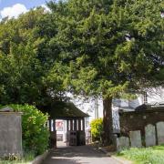 A Yew Tree in Sidmouth Parish Churchyard. Ref shs 20 19TI 4721. Picture: Terry Ife