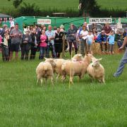 The always-popular sheep racing