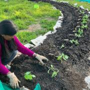 Dig and Donate volunteers planting french beans, brassicas, Cavolo Nero kale and chard