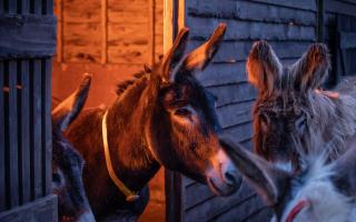 This popular attraction, which can be found in the Devon countryside, will be open every day - aside from Christmas Day