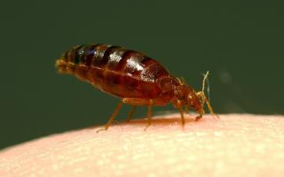 Over the last two years hotels in the UK have seen a 278% increase in the levels of bed bugs.