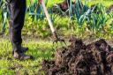 Gardening Picture: Getty Images