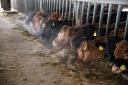 Jeff Bezos backs UK project with £7.3m grant to develop a cattle vaccine aimed at reducing methane emissions Ref:RH190124074  Rob Haining / The Scottish Farmer