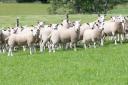 Shropshire man fined £150 for stealing and butchering five sheep  Ref:RH180720226  Rob Haining / The Scottish Farmer