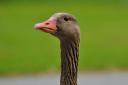 A goose and an electric fencing unit were stolen from Swell Close, West Huntspill, on September 11.