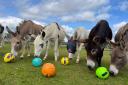 The Sidmouth Donkey Sanctuary receives a pitch perfect donation