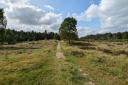 The White Hill burial mound in  Thetford Forest