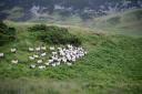 Livestock farmers are urged to test for liver fluke this autumn and winter, as conditions may be 'very different' from recent years Ref: RH010724223  Rob Haining / The Scottish Farmer