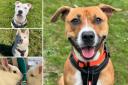 Could you give any of these Sussex RSPCA pets a home?