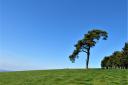 Iconic Scot's pine on Raddon Hills, a much-loved part of the community. Photo: Simone Stanbrook-Bryne