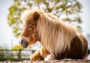 One of the ponies re-homed at Munchkins, Colyton.