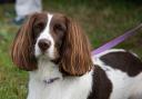 Ferne Animal Sanctuary's 30th dog show will take place on September 1 at its 72-acre site near Chard