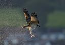 A juvenile osprey shakes water from its feathers as it catches a grey mullet on the Axe Estuary