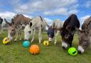 The Sidmouth Donkey Sanctuary receives a pitch perfect donation