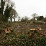 The site in Kilmington where more than 200 mature trees were felled