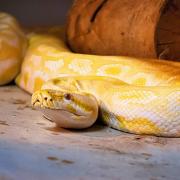 Officers were called to another report of a large snake, around 6ft long (similar to the one pictured), on Northcote Hill, Honiton, on Saturday 15 June.