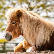 One of the ponies re-homed at Munchkins, Colyton.