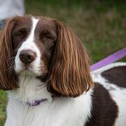 Ferne Animal Sanctuary's 30th dog show will take place on September 1 at its 72-acre site near Chard