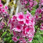 Growers gear up for the annual produce and flower show