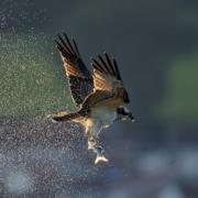 A juvenile osprey shakes water from its feathers as it catches a grey mullet on the Axe Estuary