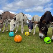 The Sidmouth Donkey Sanctuary receives a pitch perfect donation