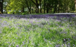 Bluebell Day is back for 2024 this April