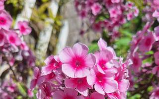 Growers gear up for the annual produce and flower show