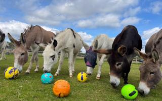 The Sidmouth Donkey Sanctuary receives a pitch perfect donation